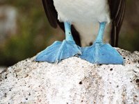 02 - Blue footed booby